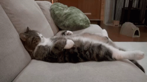 gif of cat sleeping and relaxing