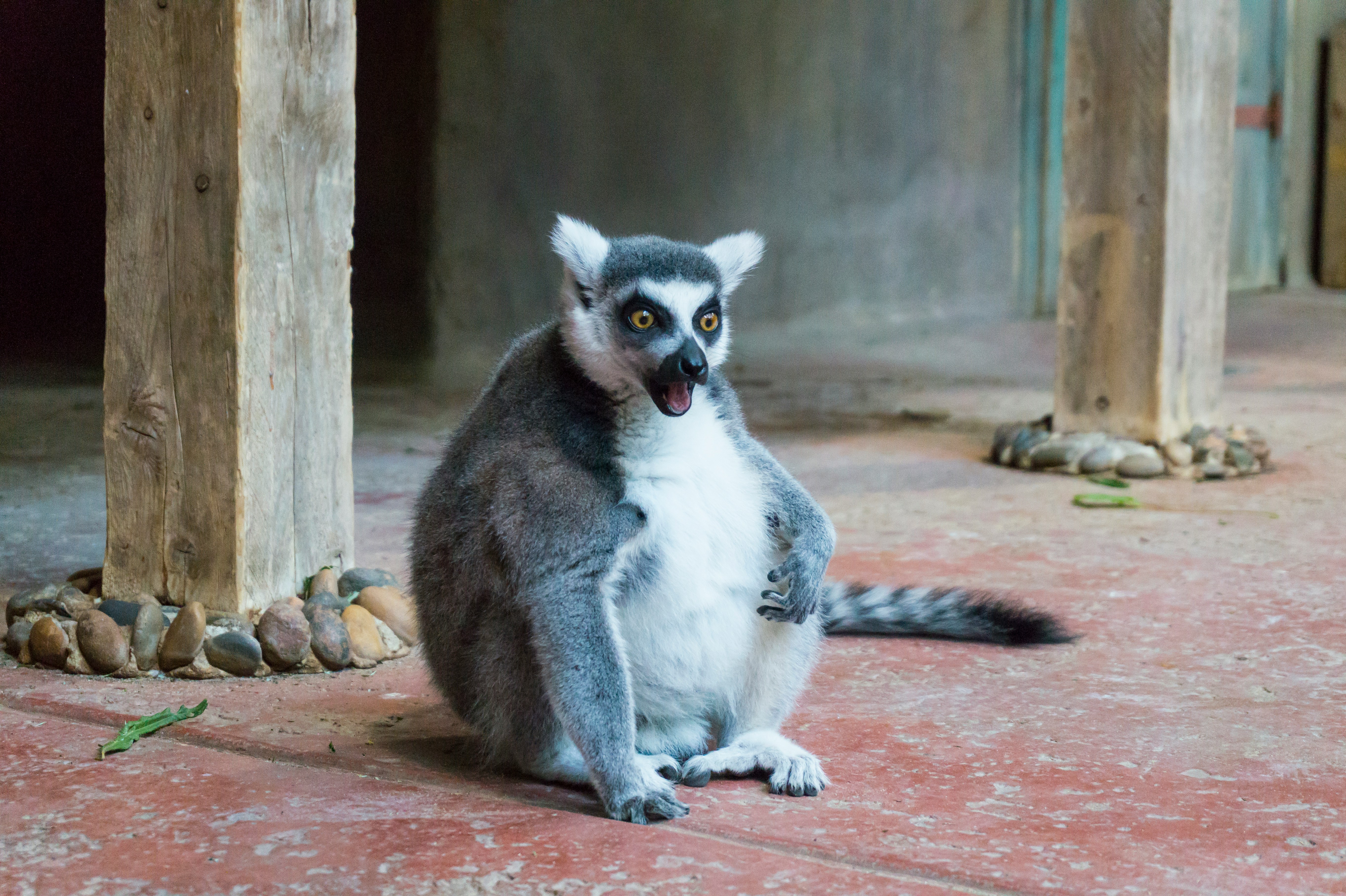 Photo of lemur sitting on the grass looking surprised