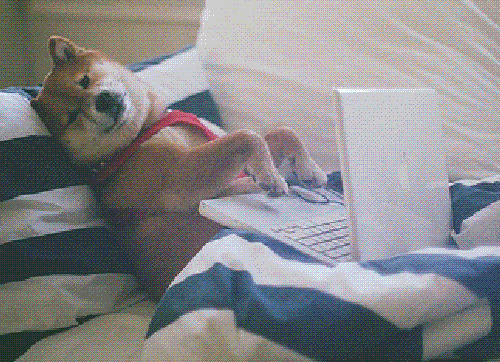 Image: giphy.com