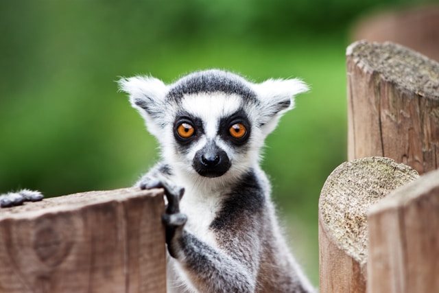 First lemur