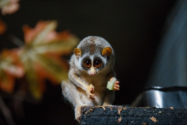 Second lemur