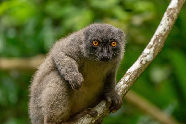 Third lemur