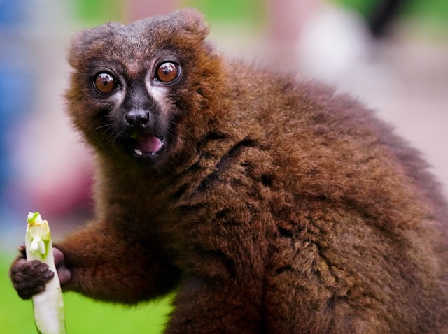 Fourth lemur